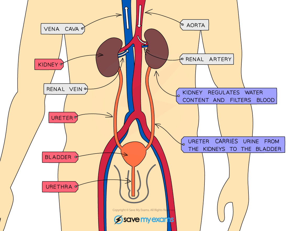 The-urinary-system-in-humans
