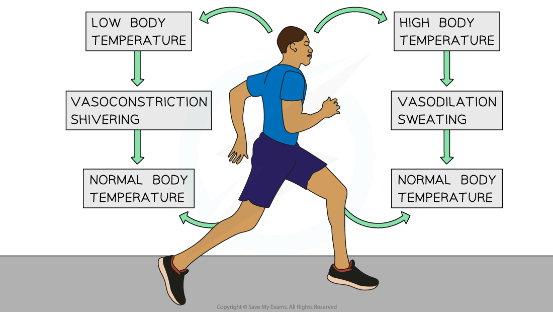 Thermoregulation-in-humans