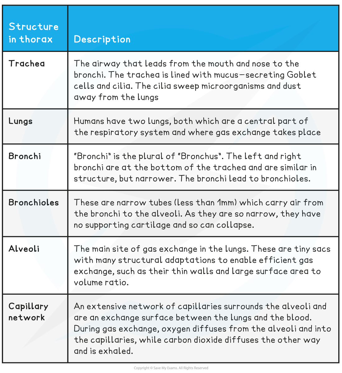 Thorax-Structures-Table