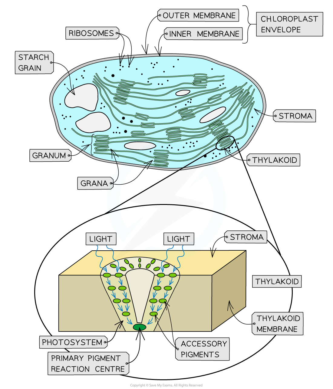 Thylakoid-membrane-photosystem