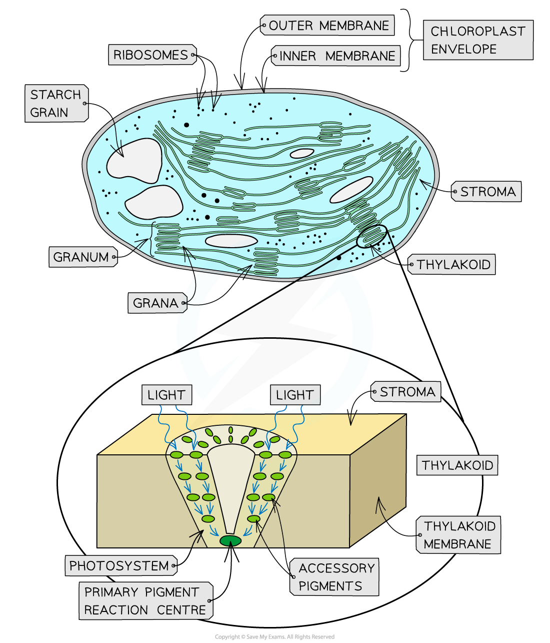 What Is A Cluster Of Light Harvesting Complexes In Thylakoid