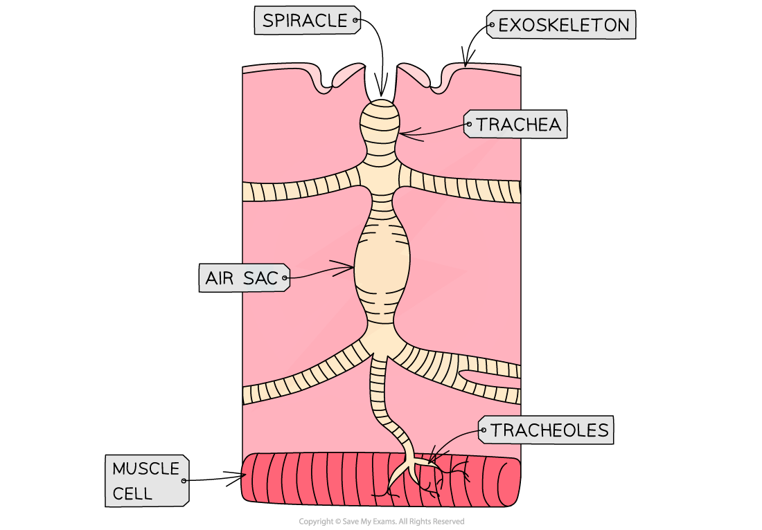 Tracheal-System-of-Insect