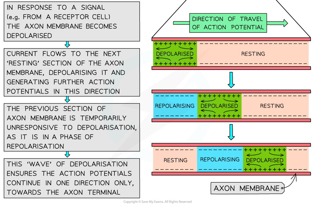 Transmission-of-a-nerve-impulse-2