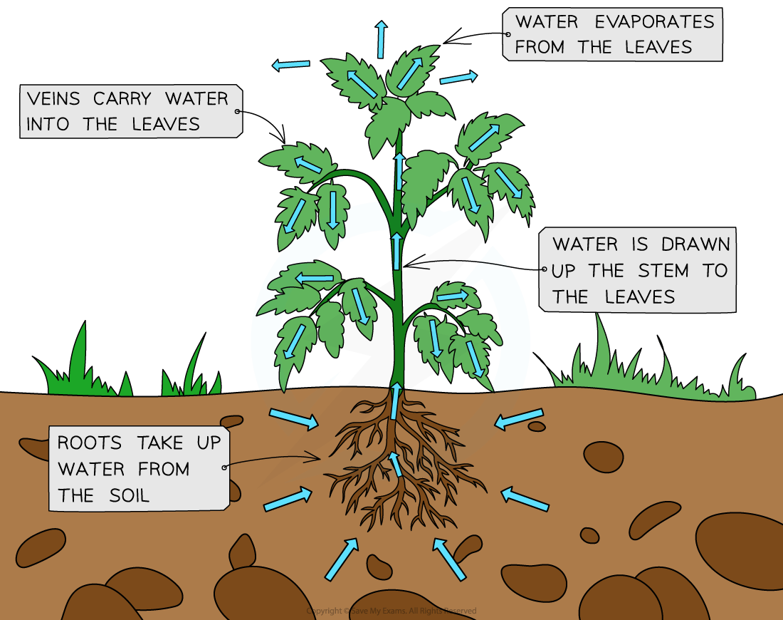 Transpiration-in-a-plant