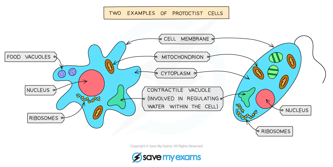Two-examples-of-protoctist-cells