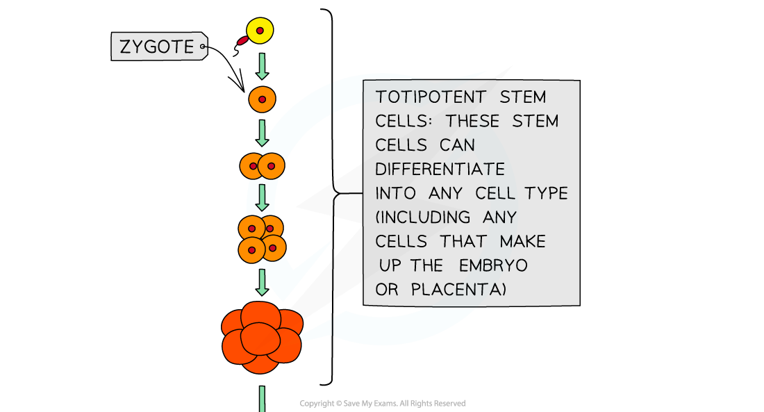 Types-of-Stem-Cell-1