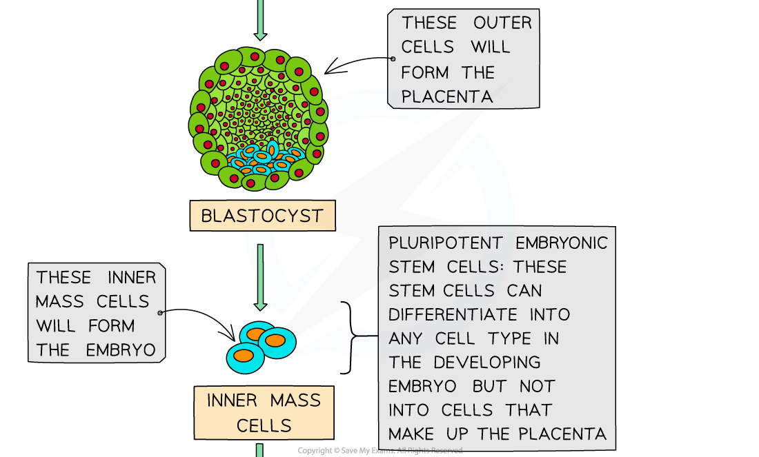 Types-of-Stem-Cell-2