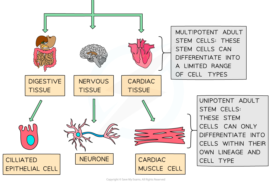 AQA A Level Biology 8 2 2 Stem Cells 