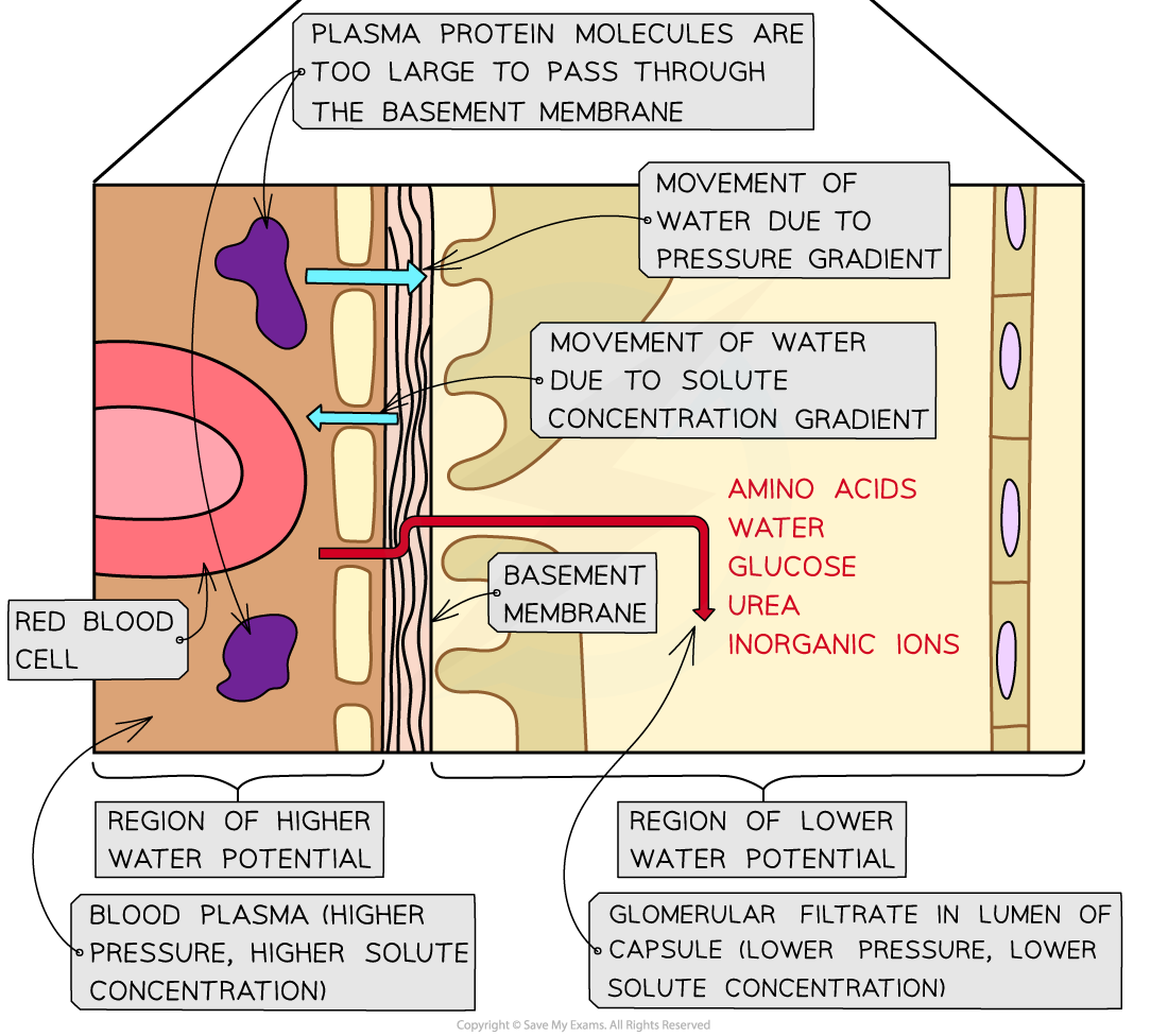 AQA A Level Biology 6 4 10 The Function Of The Nephron 