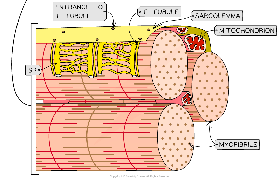 Ultrastructure-of-striated-muscle-2_1