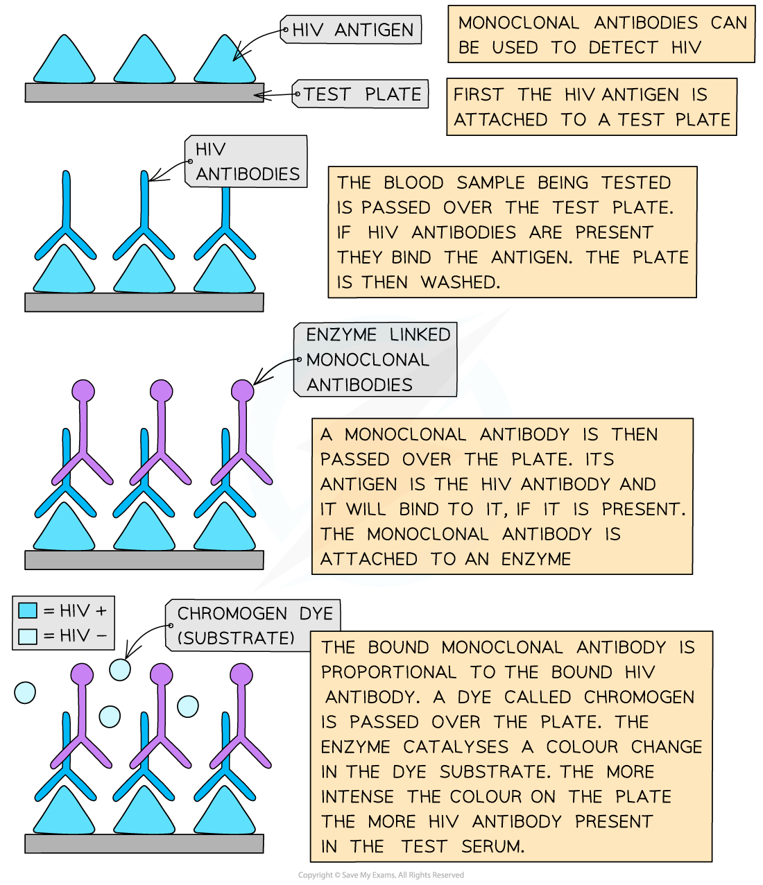 AQA A Level Biology 2 6 5 Monoclonal Antibodies 