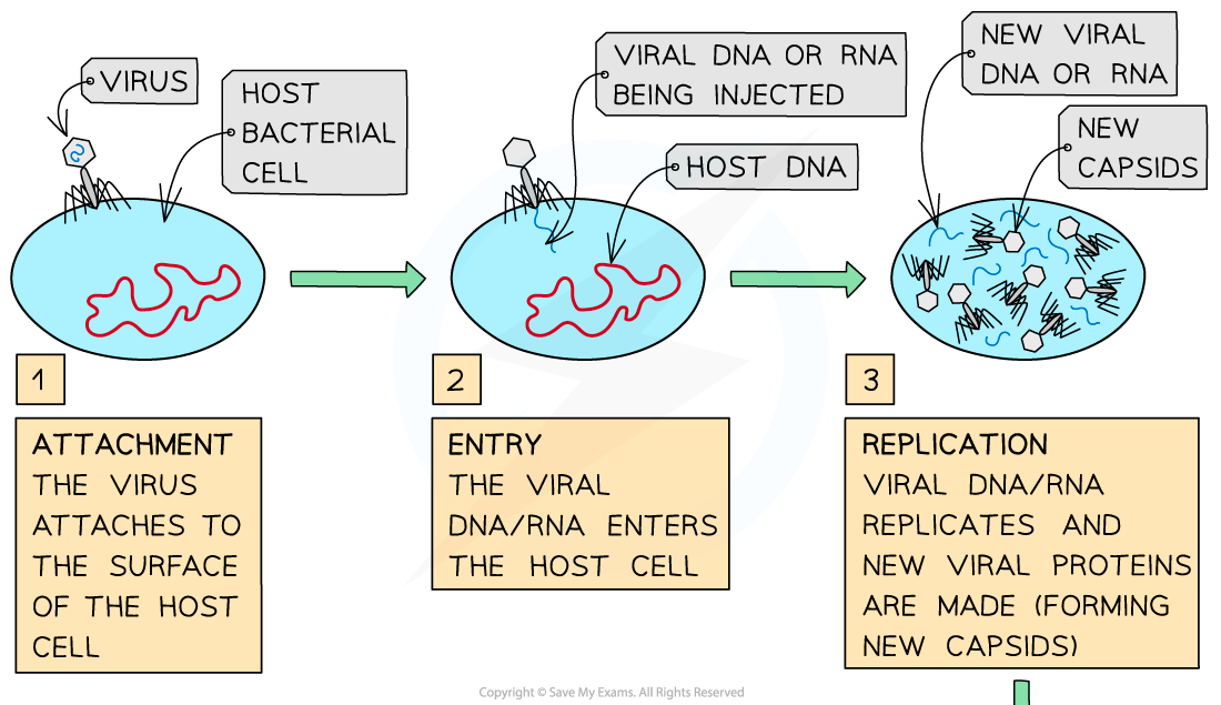 Viral-replication-in-prokaryotic-host-cell-1