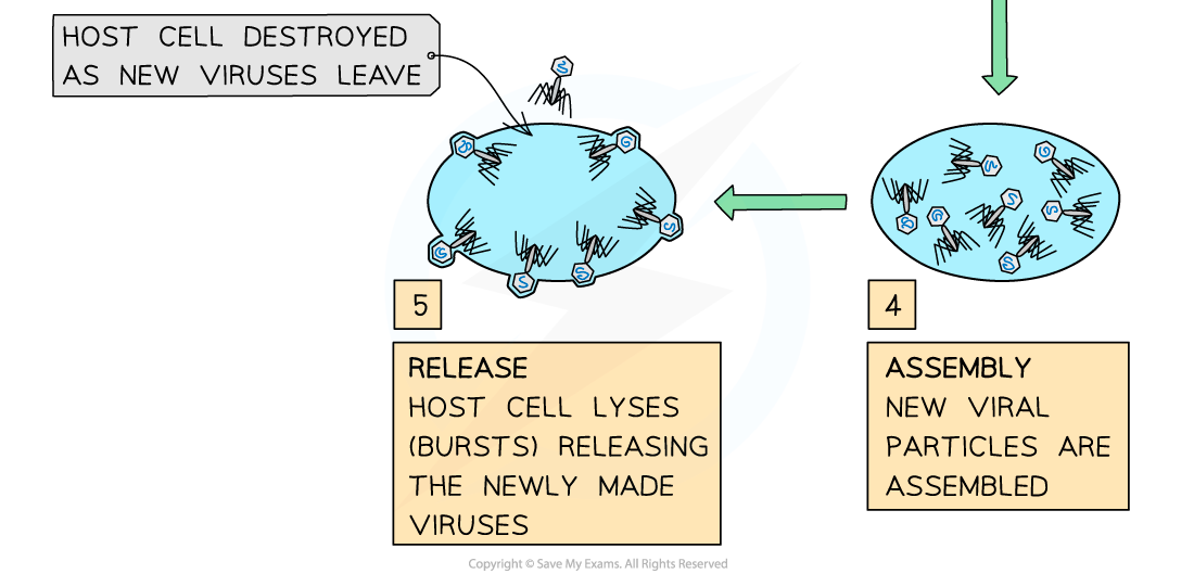 Viral-replication-in-prokaryotic-host-cell-2-1