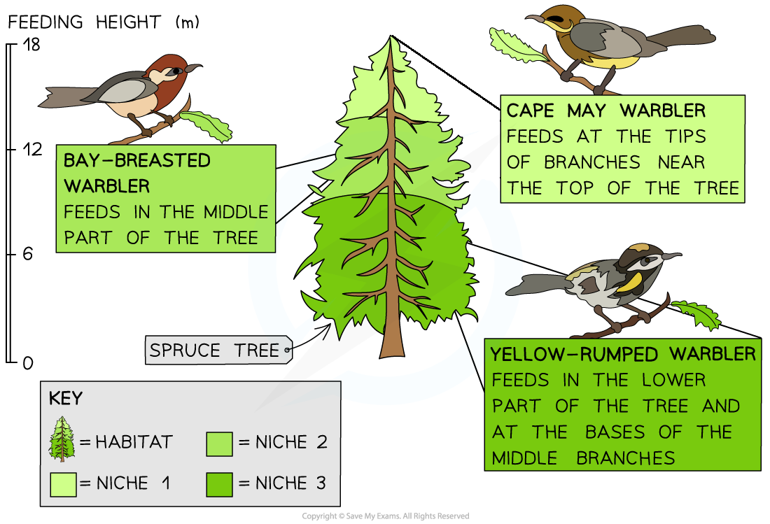 Warbler-niches-1