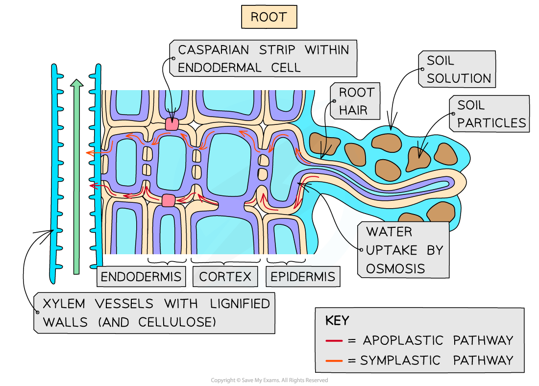 Aqa A Level Biology复习笔记361 Water Transport In The Xylem 翰林国际教育