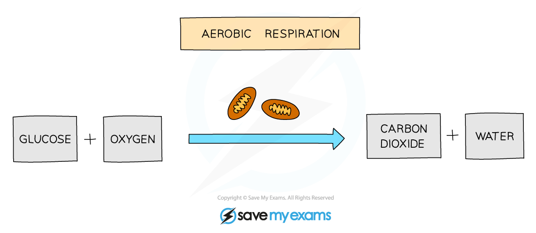 What Is Cellular Respiration Gcse Biology