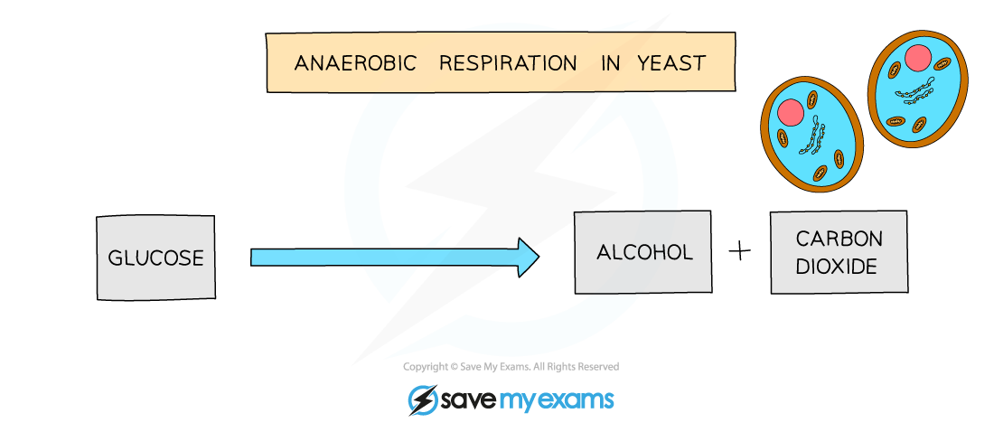 Word-equation-for-anaerobic-respiration-in-yeast
