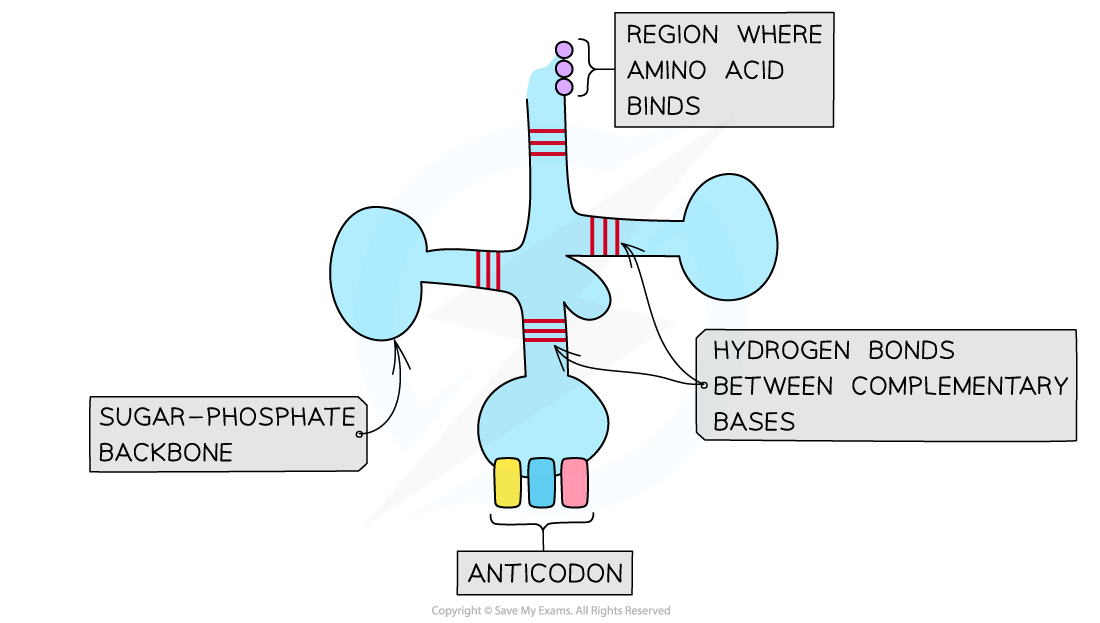 tRNA-structure
