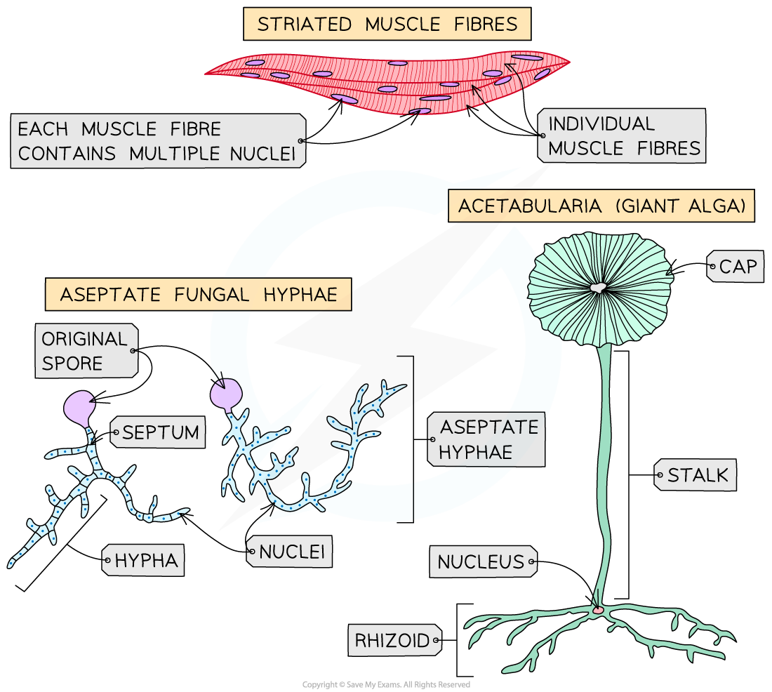 1.1.1-Three-atypical-examples-of-the-cell-theory