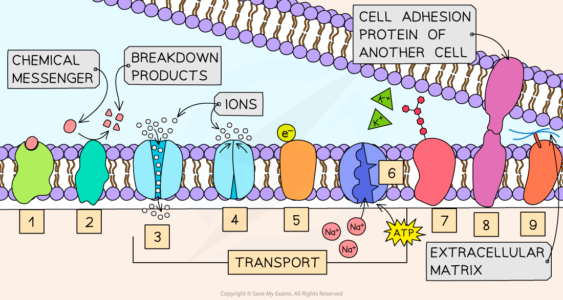 1.3.2-Examples-of-the-functions-of-membrane-proteins-1