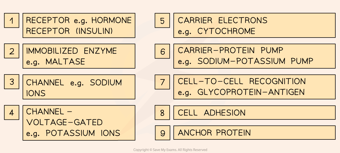 1.3.2-Examples-of-the-functions-of-membrane-proteins-2