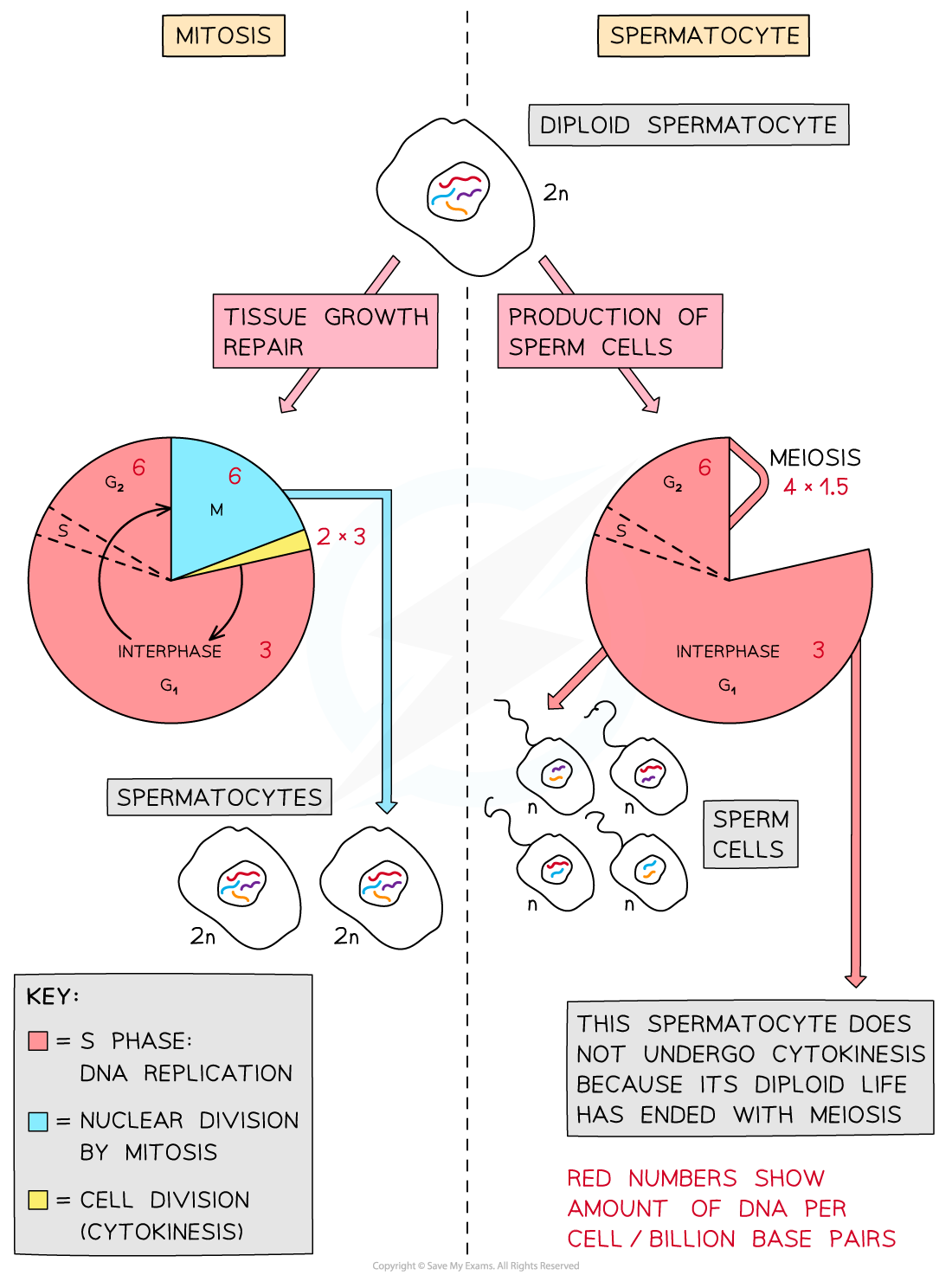 10-1-1-the-two-possible-routes-of-cell-division-for-a-spermatocyte