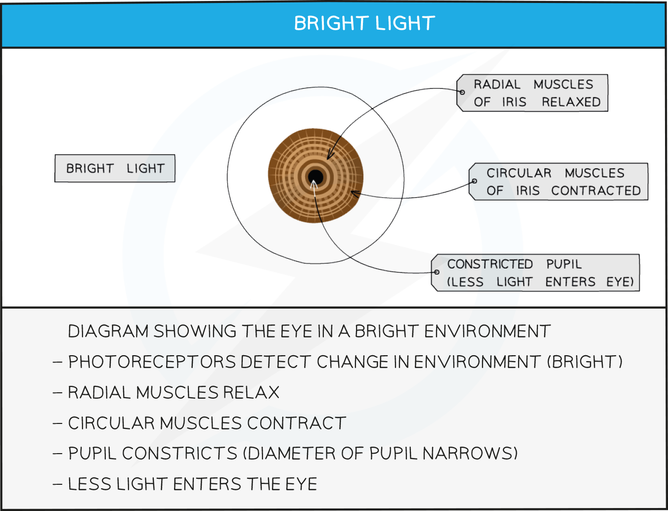 14.3-BRIGHT-LIGHT-table