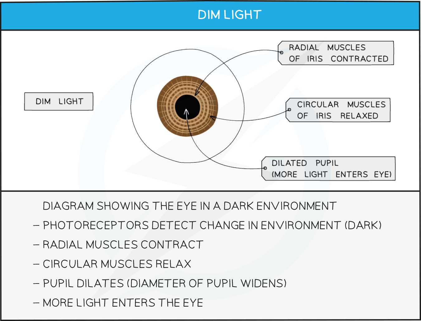 14.3-DIM-LIGHT-table