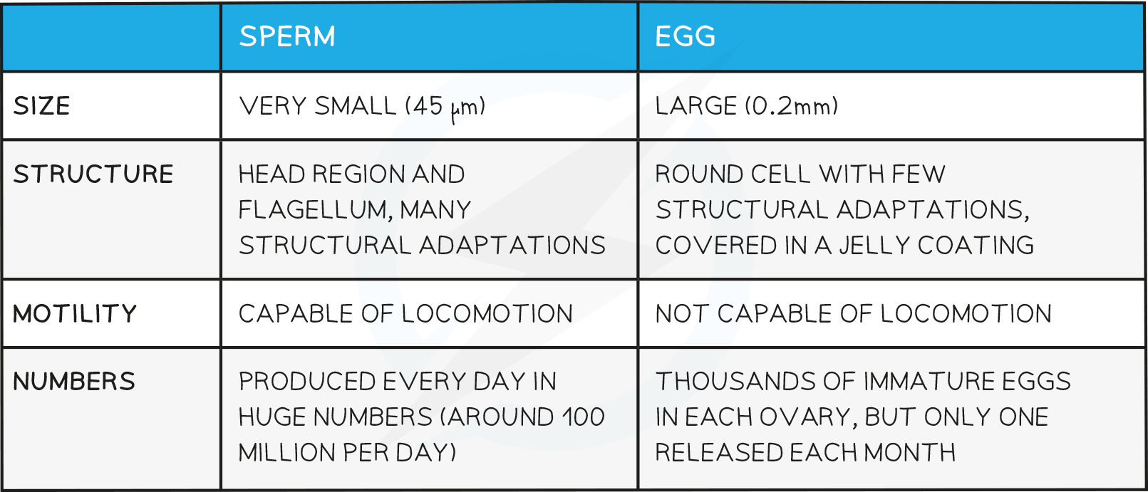 16.4-Comparison-of-Male-_-Female-Gametes-table