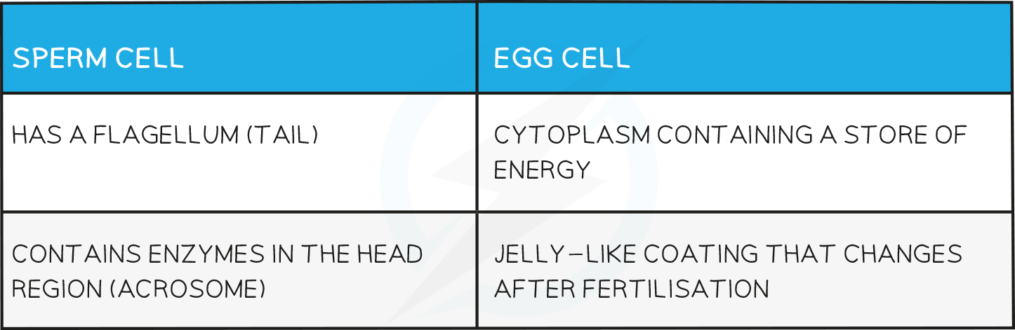 16.4-Gametes-_-Fertilisation-table