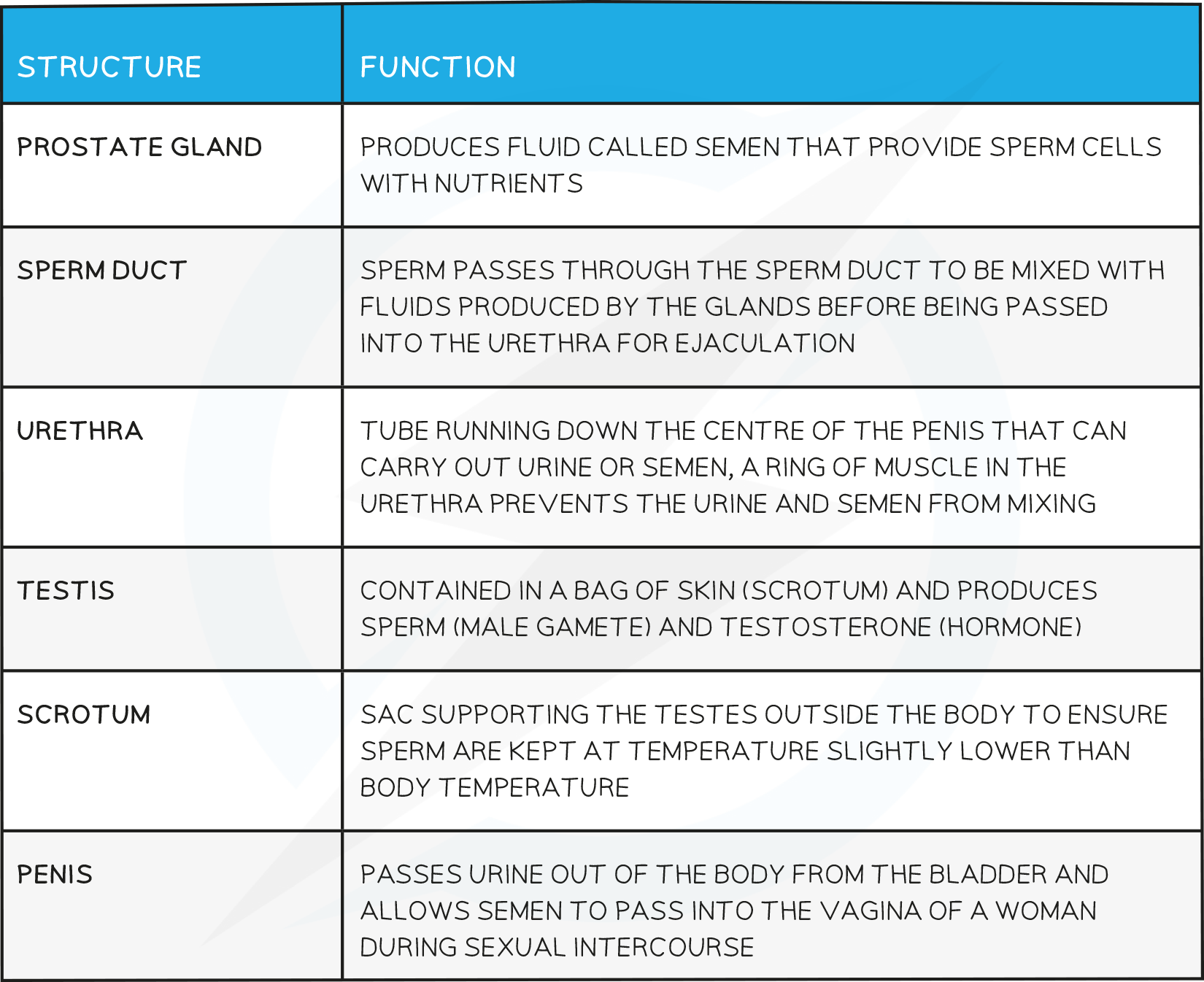 16.4-The-Male-Reproductive-System-table