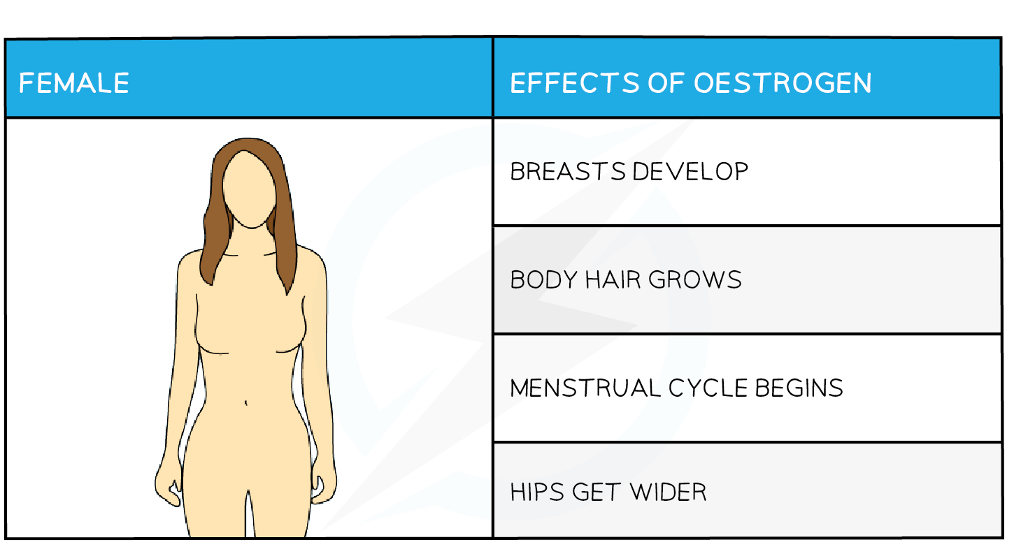 Edexcel IGCSE Biology 复习笔记3.1.7 Human Sex Hormones-翰林国际教育