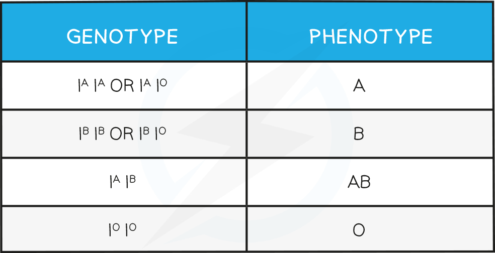 Edexcel IGCSE Biology 复习笔记 3.2.3 Genetic Inheritance-翰林国际教育