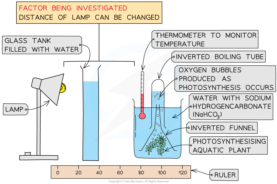 2.8.3-Skills_-Investigating-Photosynthesis