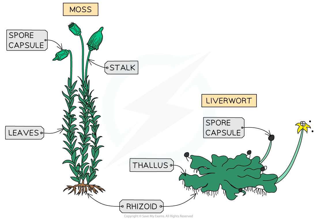 5.2.3-Plant-Phyla-Features