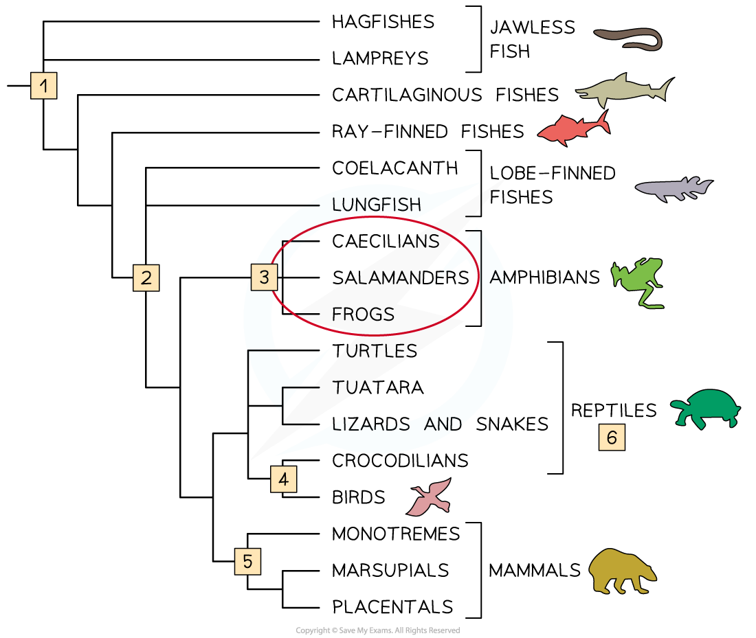 5.2.7-Analysis-of-Cladograms-1