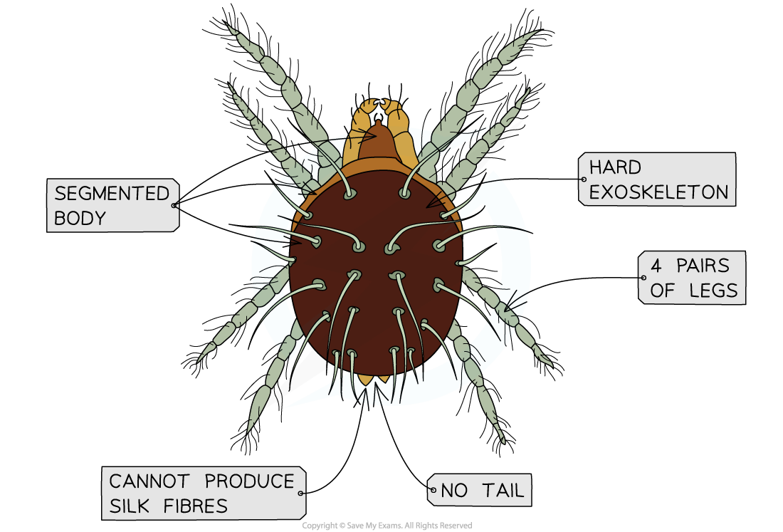 5.2.7-Dichotomous-Keys-Worked-example