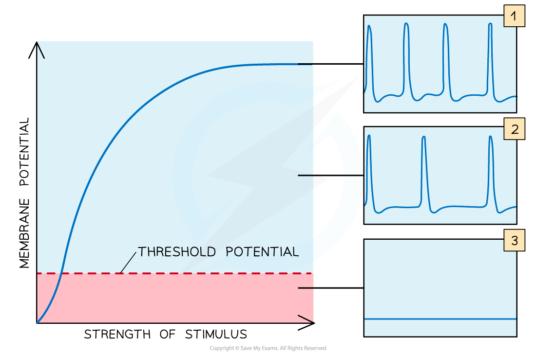 6.5.2-Threshold-Potential-1