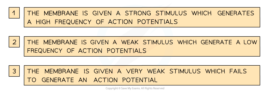 6.5.2-Threshold-Potential-2