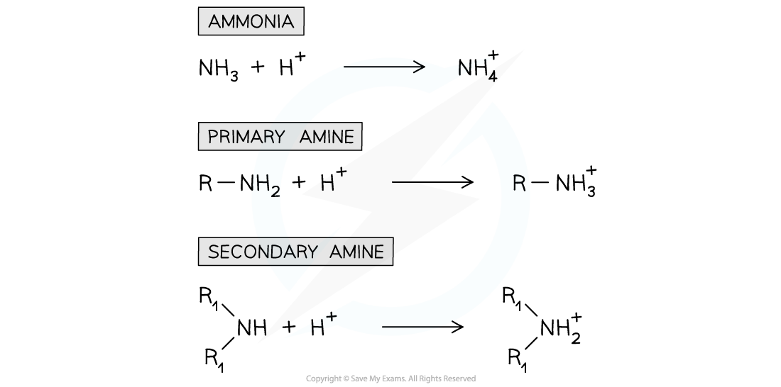 7.6-Nitrogen-Compounds-Ammonia-and-Amines-as-Bases