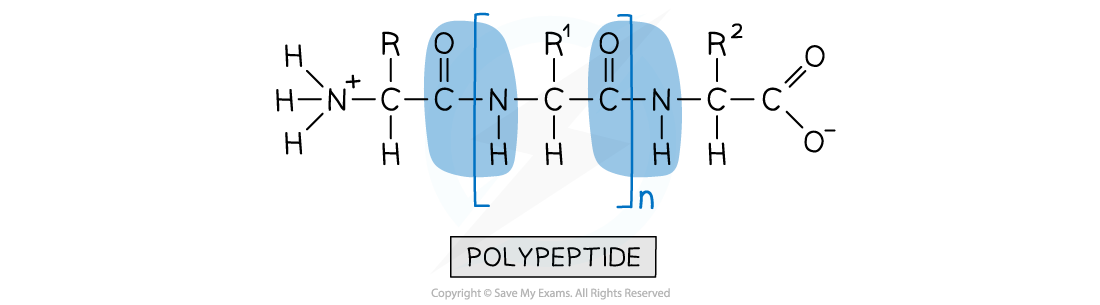 7.6-Nitrogen-Compounds-Polypeptides