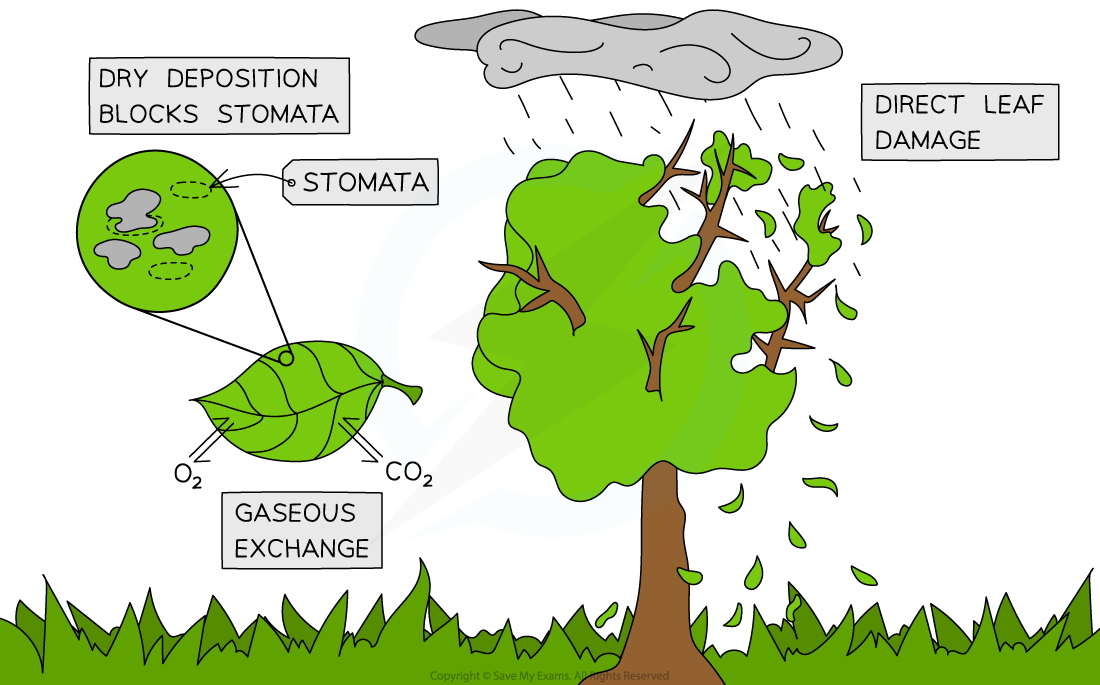 8.1.14-Impact-of-Acid-Deposition-on-Plant-Life