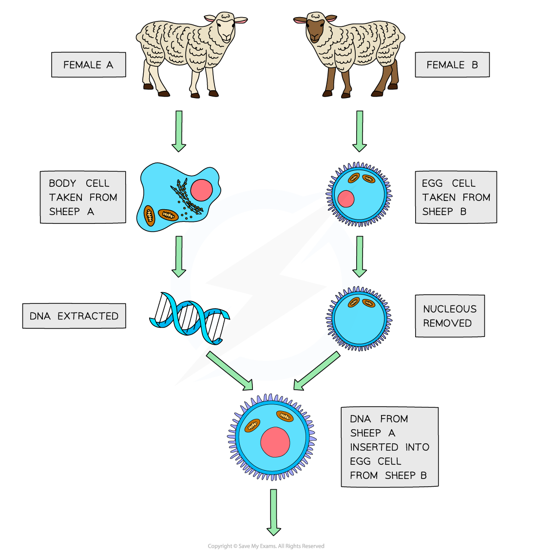 Adult-cell-cloning_1