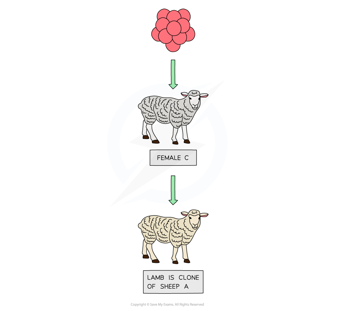 Adult-cell-cloning_2