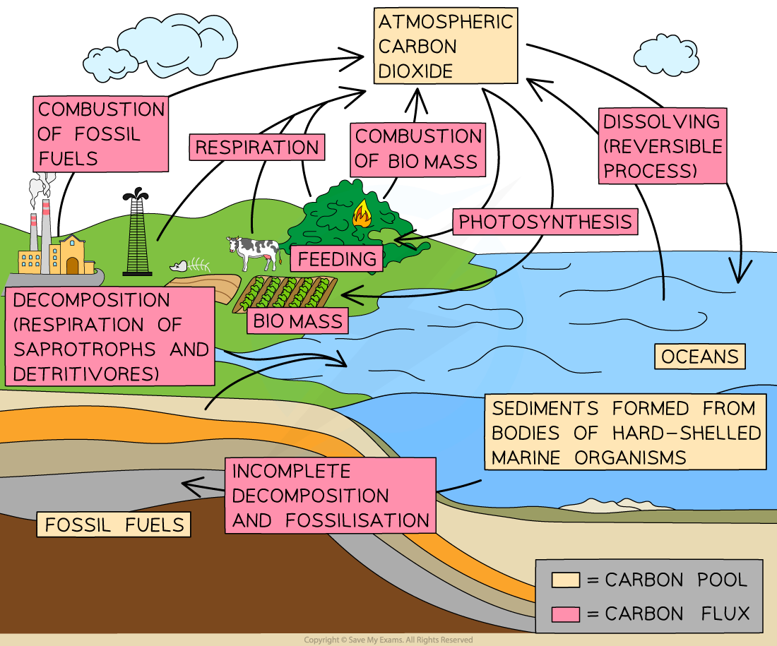 Advanced-Carbon-Cycle-1