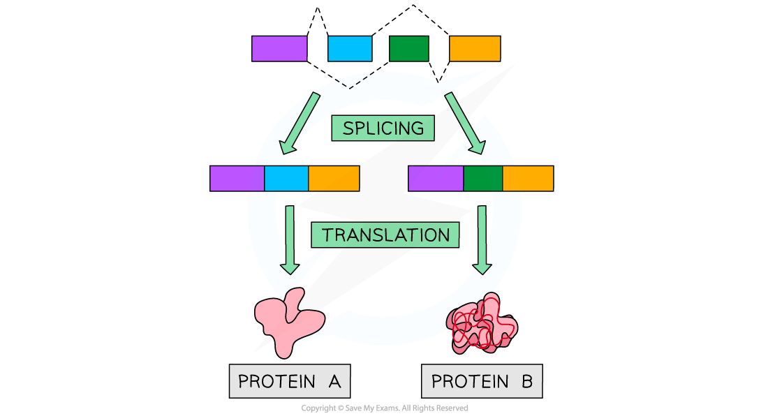 Alternative-Splicing