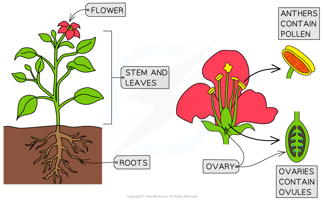 Angiospermophytes