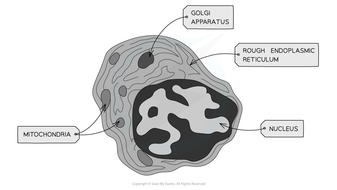 Animal-Cell-micrograph-2