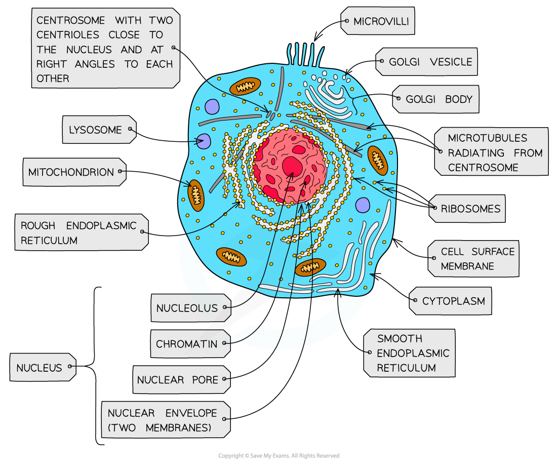 How To Explain Animal Cell