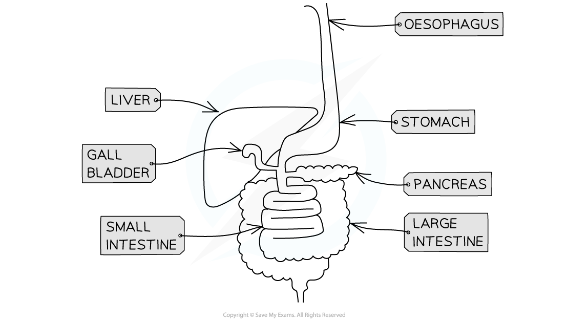 Annotated-diagram-of-the-digestive-system_1